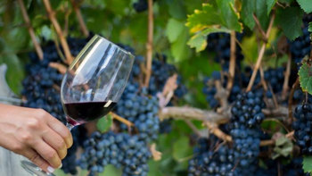 El vino tucumano ganó protagonismo en uno de los eventos más importantes del Norte