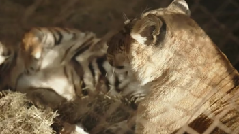 De Luján a Sudáfrica: grandes felinos rescatados serán trasladados este lunes