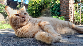 Rabia en perro y gatos: 