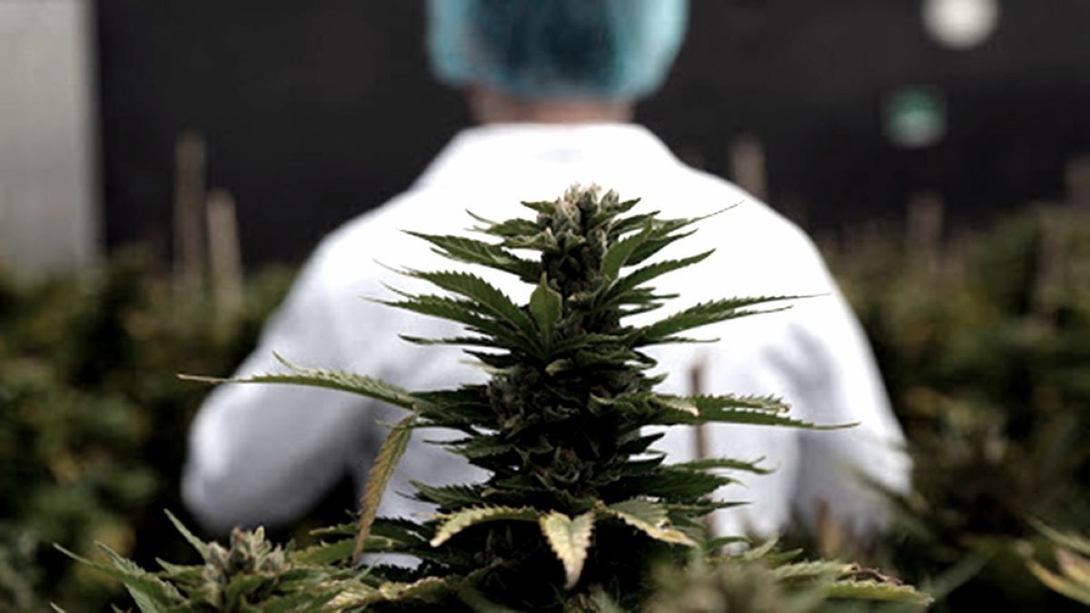 Entre Ríos aprobó la ley de acceso seguro al cannabis medicinal.