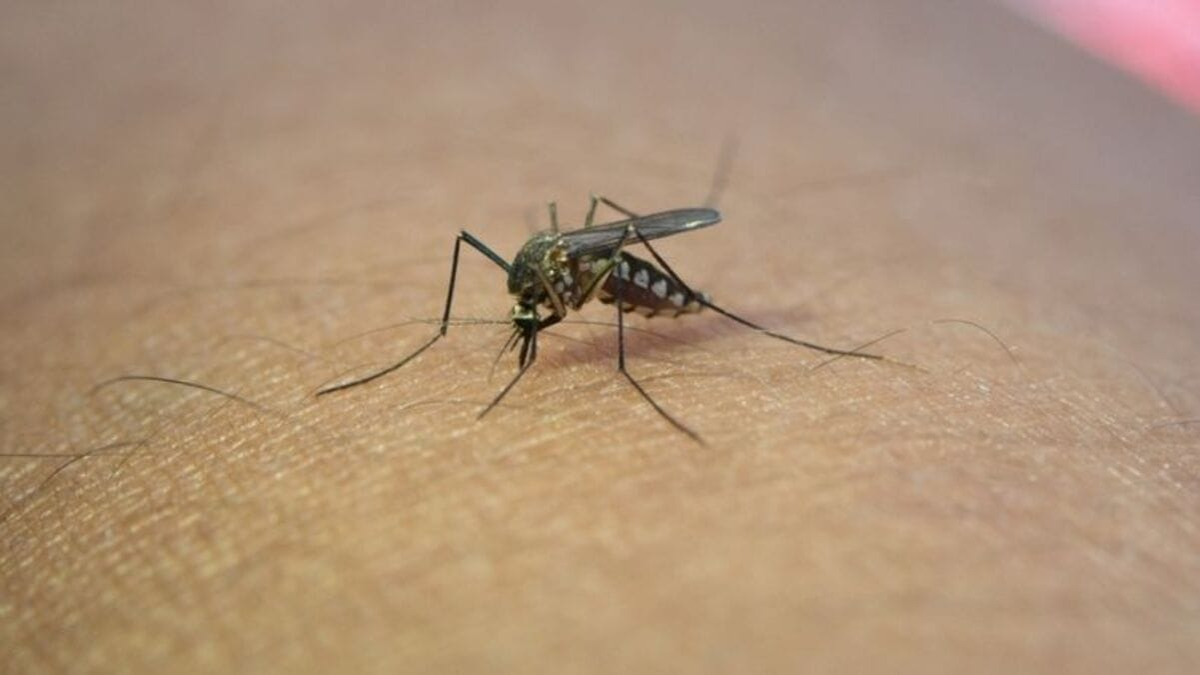 La cifra de fallecidos por dengue en Argentina asciende a 280