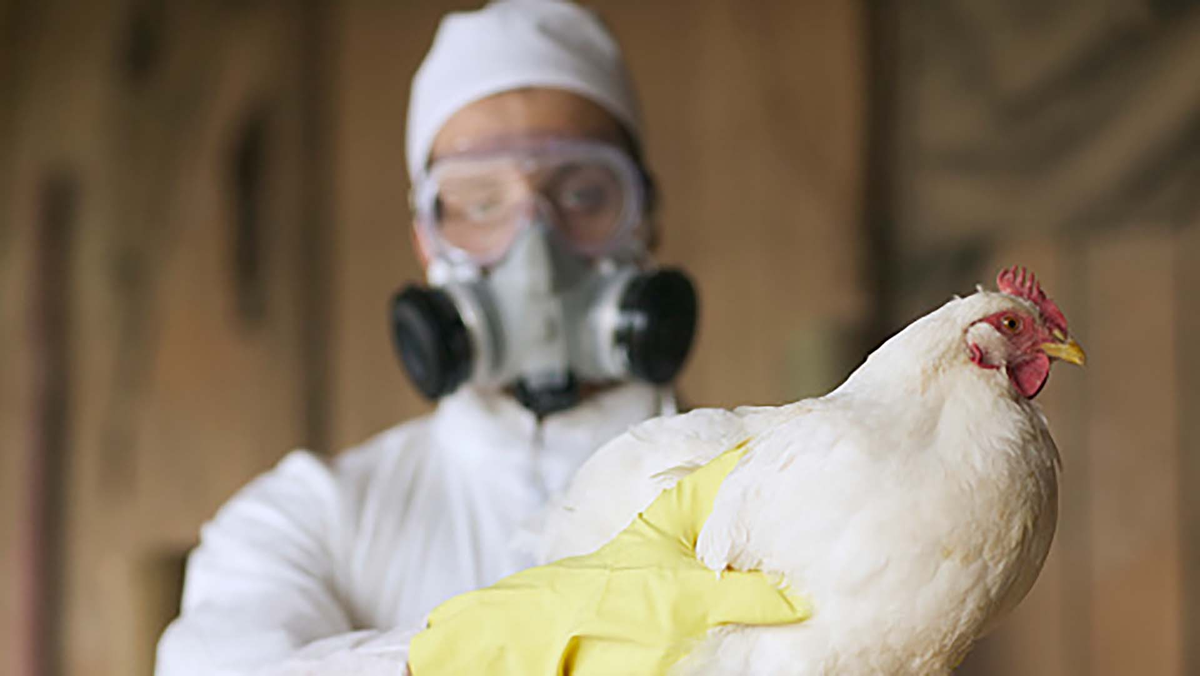 Murieron más de 20 mil gallinas en una granja de Mar del Plata