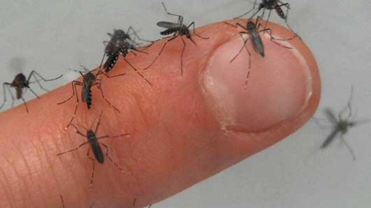  El Aedes aegyptidengue transmite el dengue y sigue sumando casos de personas infectadas.
