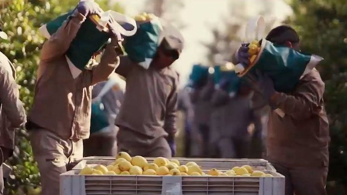 La falta de cosecha de limón dejará 40.000 personas sin trabajo.