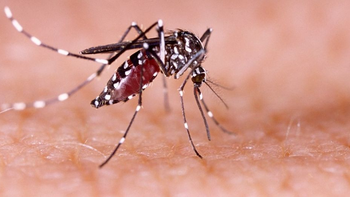 Chikungunya en Tucumán: advierten que la circulación del virus 