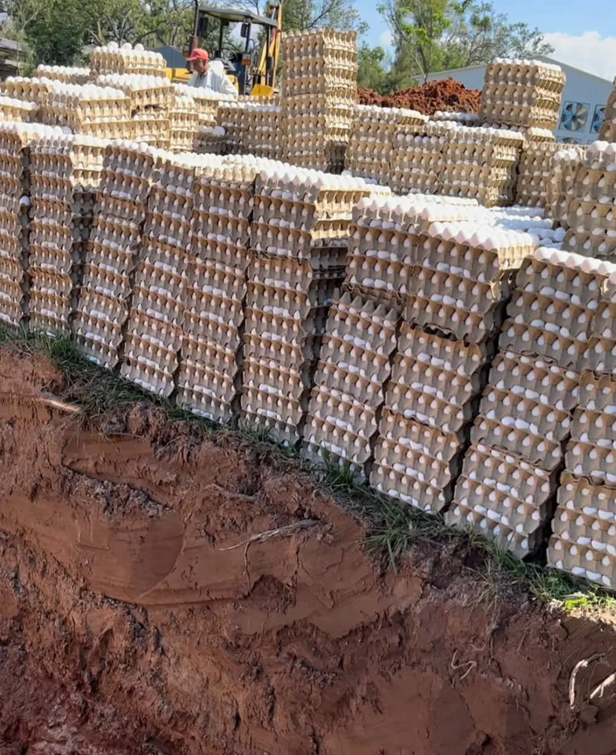 Uno de los lugares para destruir los huevos.