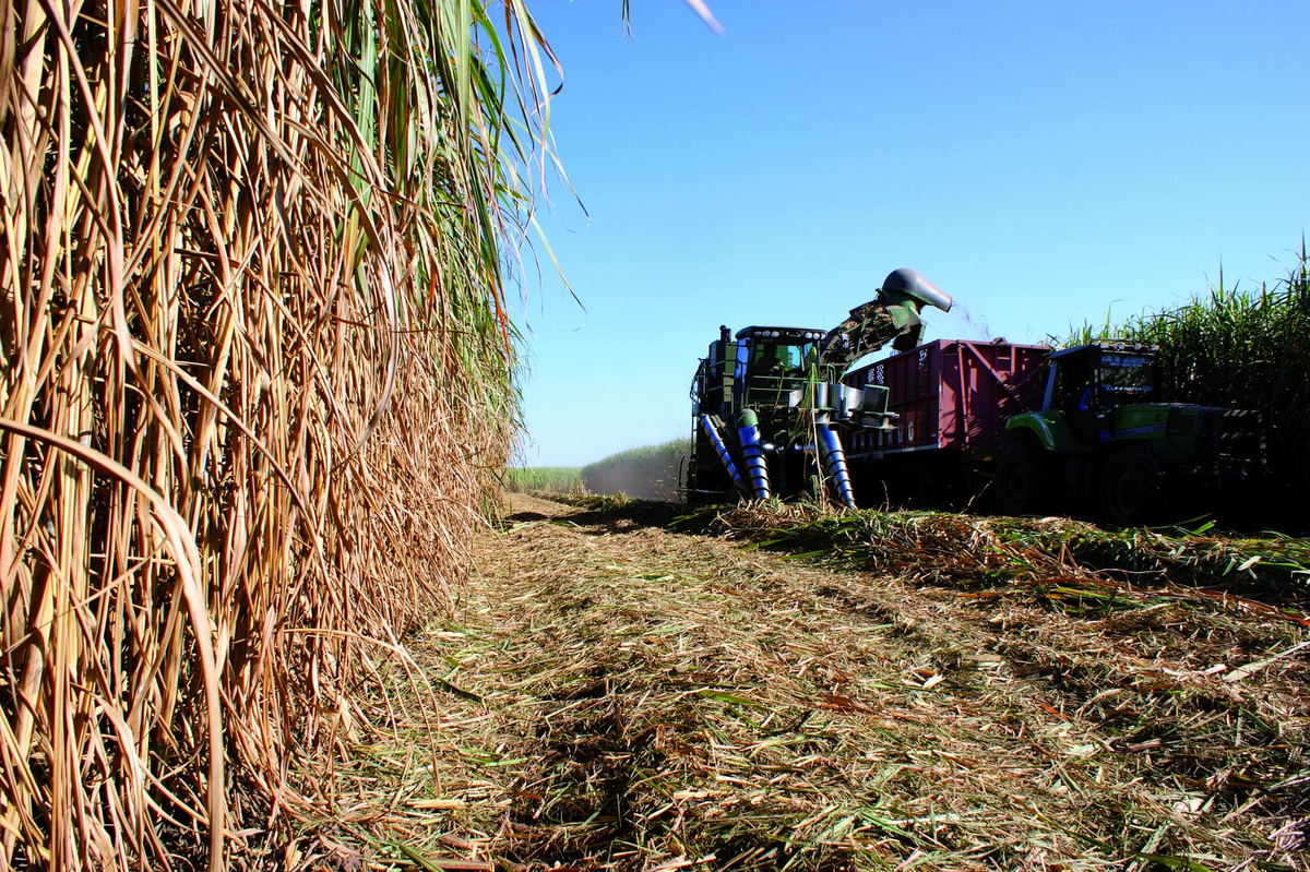 Avanza la zafra azucarera 2024 en Tucumán. Foto IPAAT Avanza la zafra azucarera 2024 en Tucumán. Foto IPAAT