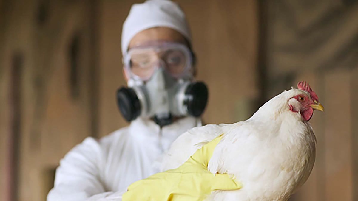 Senasa confirmó el primer caso de gripe aviar en aves de corral