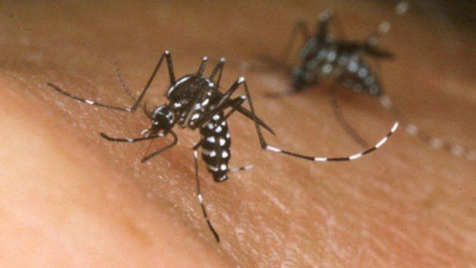 Continúan los monitoreos por dengue, zika y chikungunya