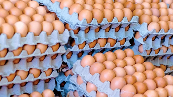 Tucumán lidera el consumo de huevos y crece la demanda en la provincia