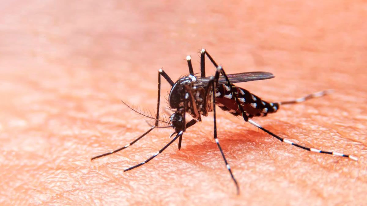 Dengue: Se confirmó que hay casos en 13 jurisdicciones del país
