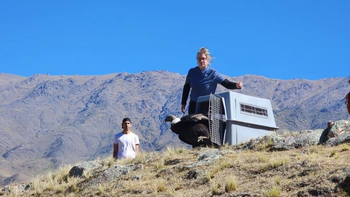 Un cóndor andino volvió a su hábitat natural en los Valles Calchaquíes