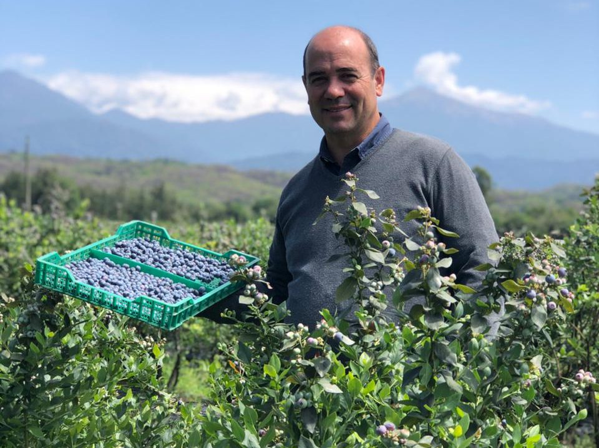 &nbsp;Francisco Estrada, presidente de APRATUC (Asociaci&oacute;n de Productores de Ar&aacute;ndanos de Tucum&aacute;n).
