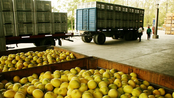 El limón tucumano podrá ingresar a Panamá: 