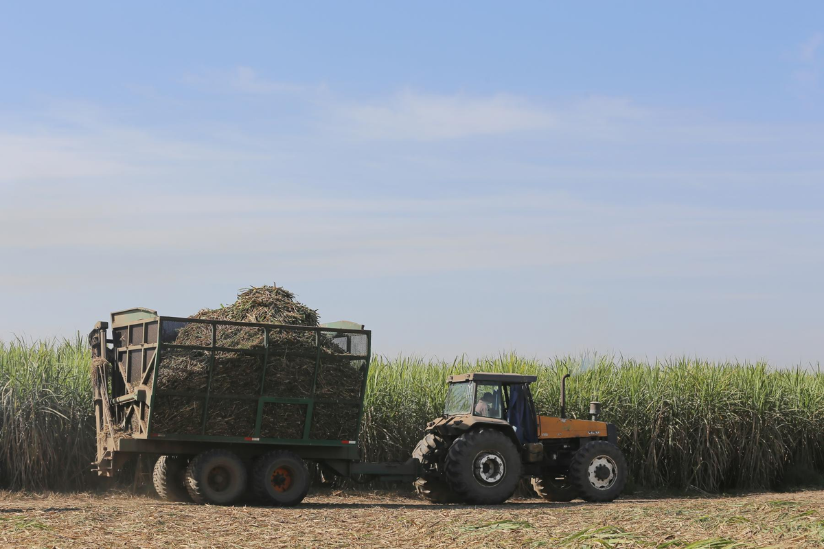 Avanza la zafra 2024 en la provincia de Tucumán. Foto IPAAT