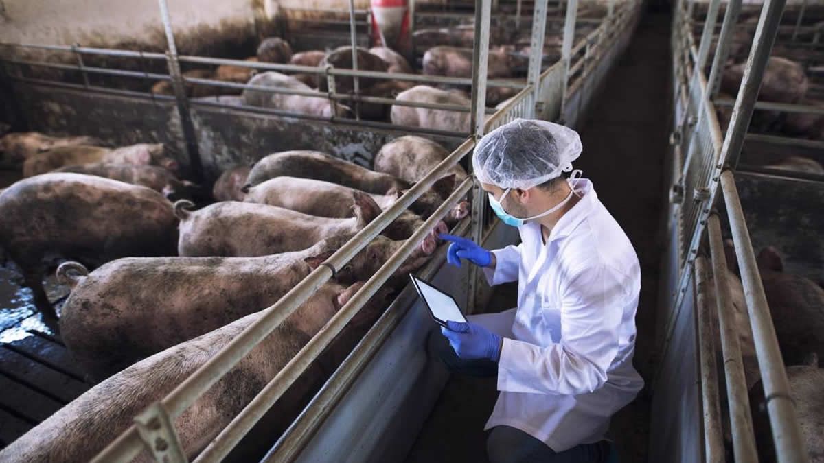 Reino Unido: Primer caso de la cepa porcina A (H1N2)v en humano