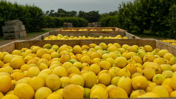 Exportación: el azúcar y el jugo de limón alcanzaron buenos volúmenes en 2025