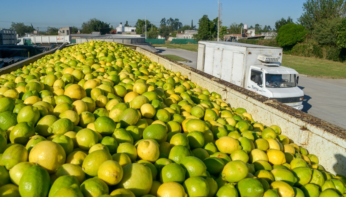 Limón: Plantas de empaque dejaron de procesar para el mercado europeo