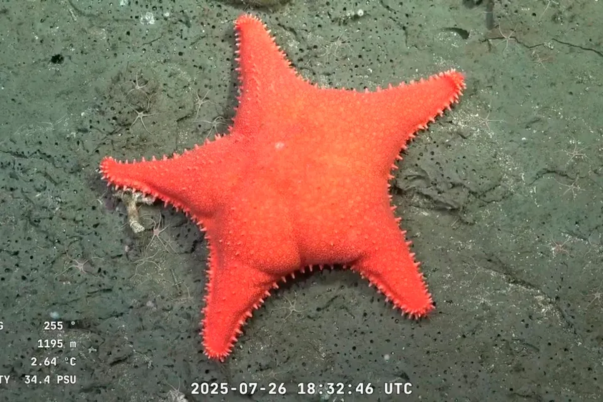 Un nuevo stream del Conicet llega a la Patagonia. Foto: Cubut Online  