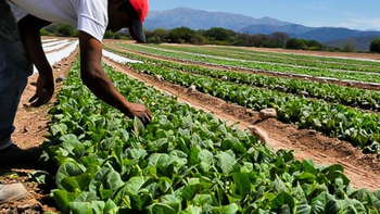 Se aprobó $4.500 millones para el sostenimiento de la producción tabacalera