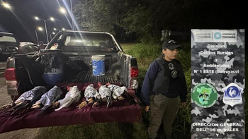 Rescatan a seis gallos que trasladaban atados y tapados con plástico