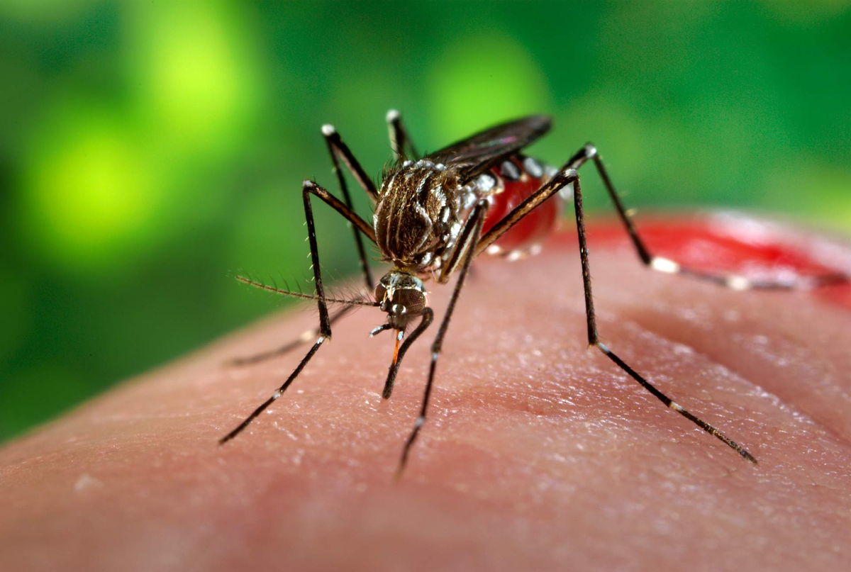 Aumentan los casos de dengue y chikungunya en el país