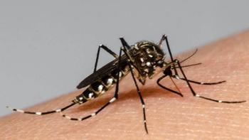 Reportan un caso de dengue en Juan Bautista Alberdi