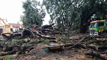Cayó un histórico gomero frente al Cementerio del Oeste