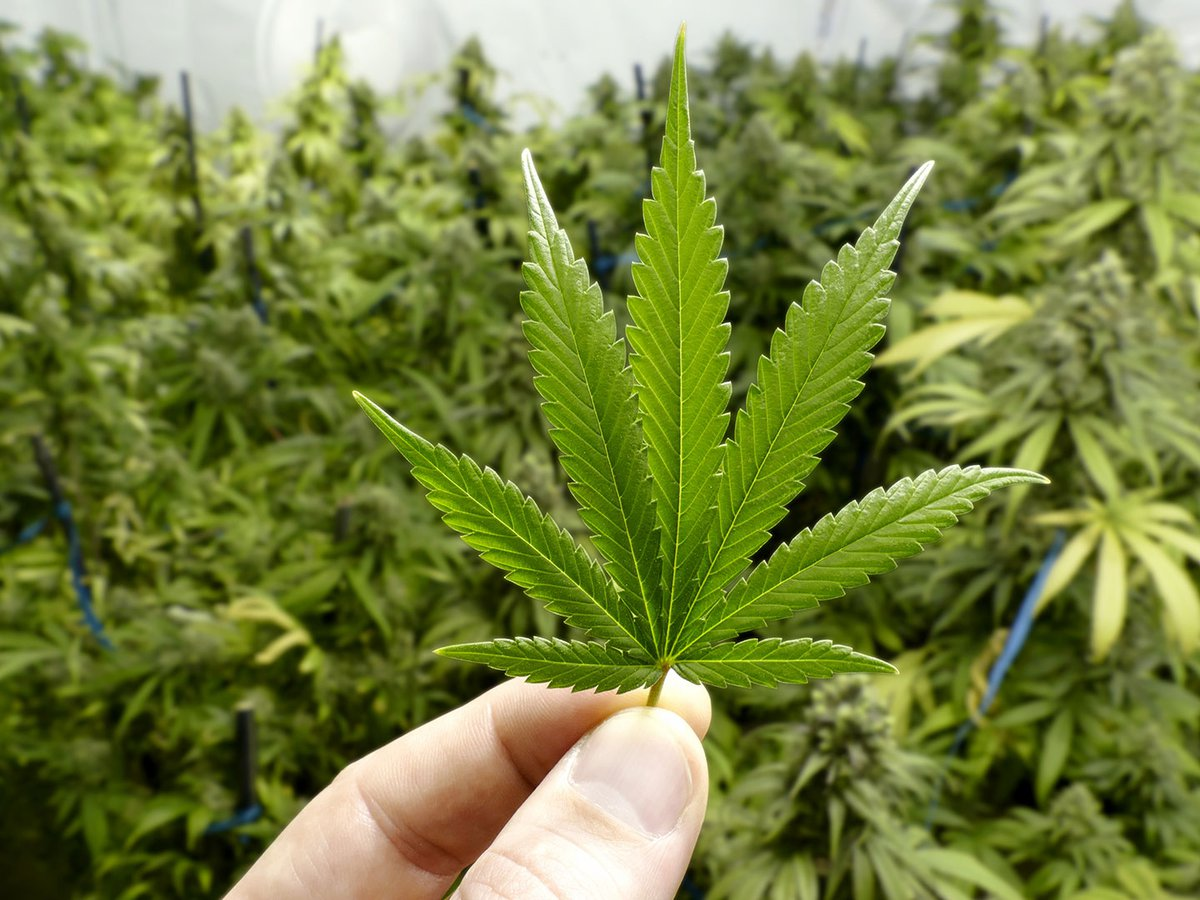 La Corte ratificó la vigencia de la despenalización del cultivo de cannabis.