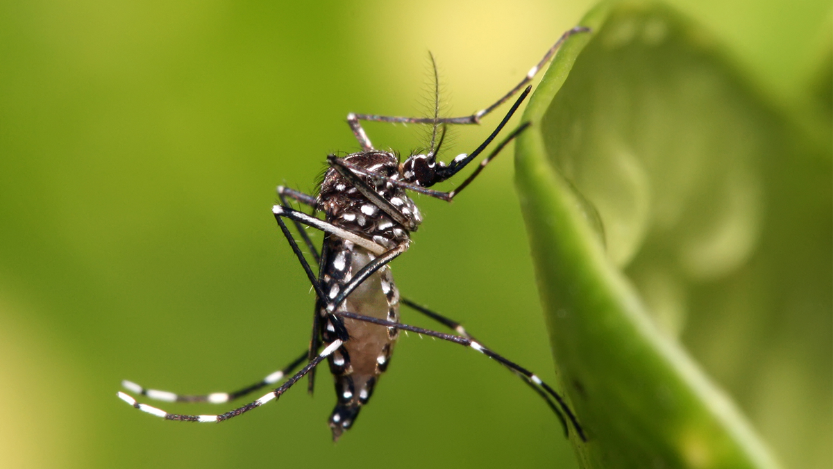 Dengue: continúa la tendencia a la baja a nivel nacional