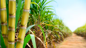 Autorizan agregar más bioetanol a las naftas: 