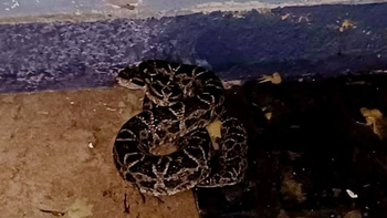 Bomberos capturaron una serpiente que había atacado a una mascota