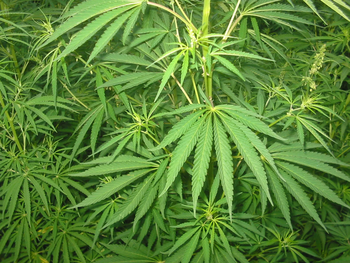 Secuestran plantas y 230 semillas de marihuana durante un allanamiento. (Foto: Minuto Uno)