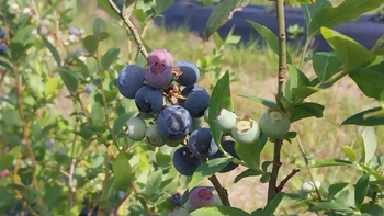 Anatomía del arándano: ¿Qué es la biología reproductiva?