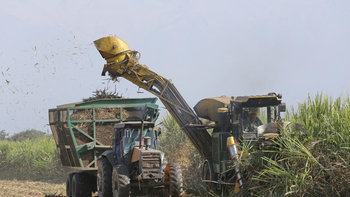Zafra: ya son nueve los ingenios que iniciaron la molienda en Tucumán