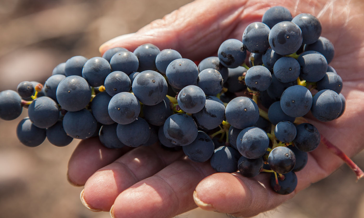 Producción de vinos: Revelaron una merma promedio del 21%