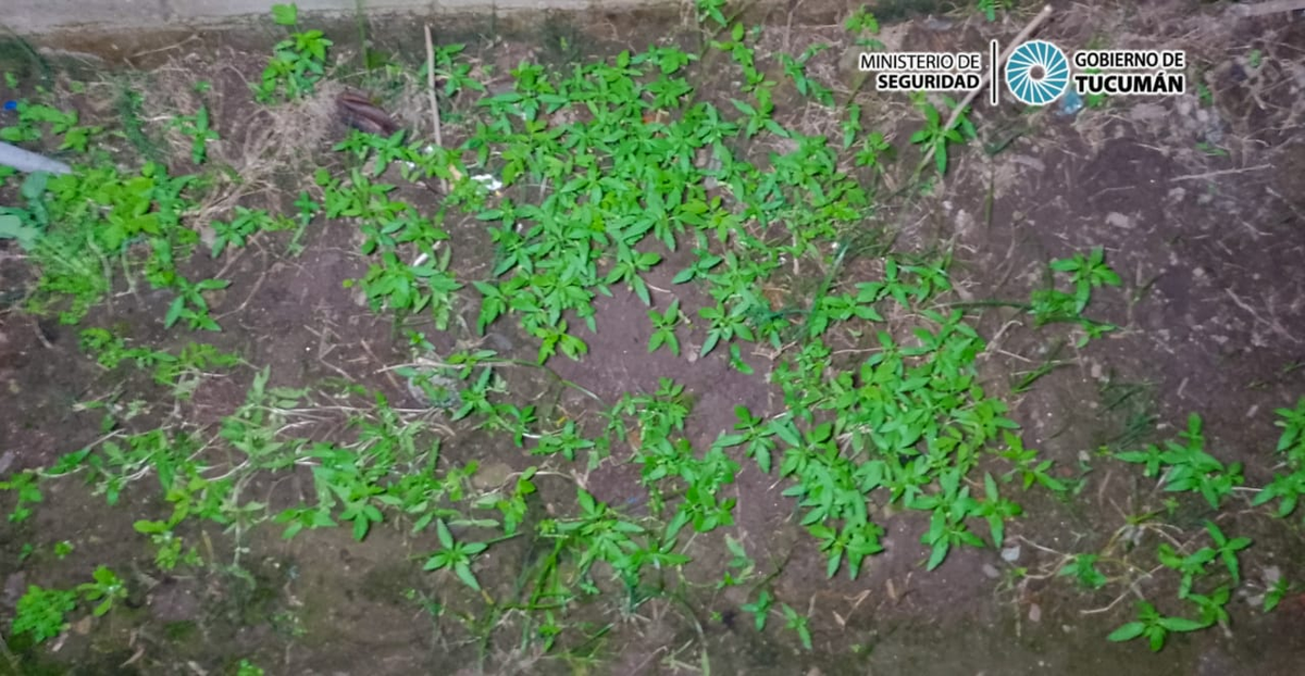 Hallaron 340 plantines de marihuana.