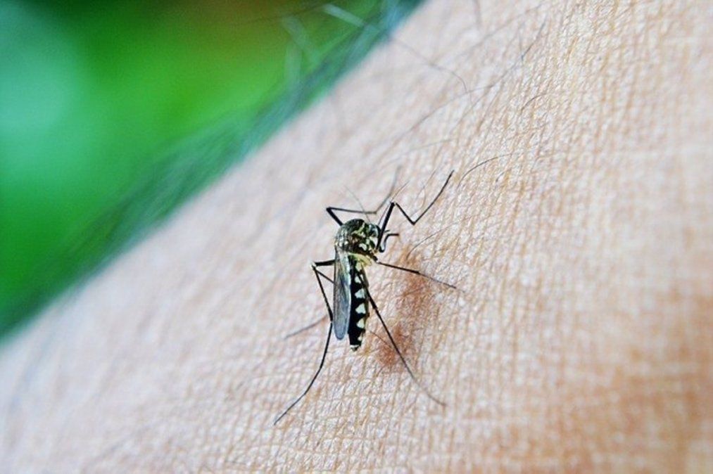 Detectaron 19 nuevos casos de dengue en Jujuy. Foto: infosalus.com