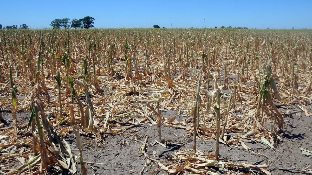 La sequía golpea a los productores: Nunca vimos algo así