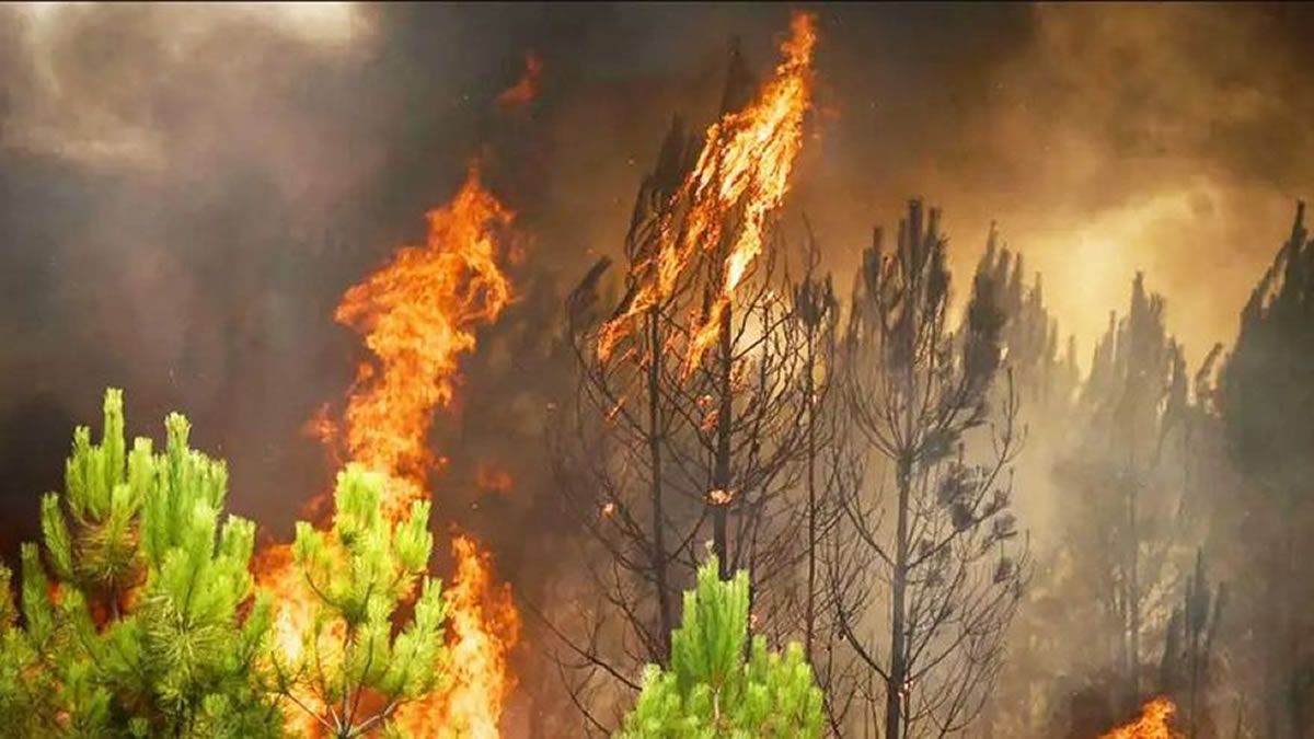 Europa: verano récord de superficie quemada por los incendios