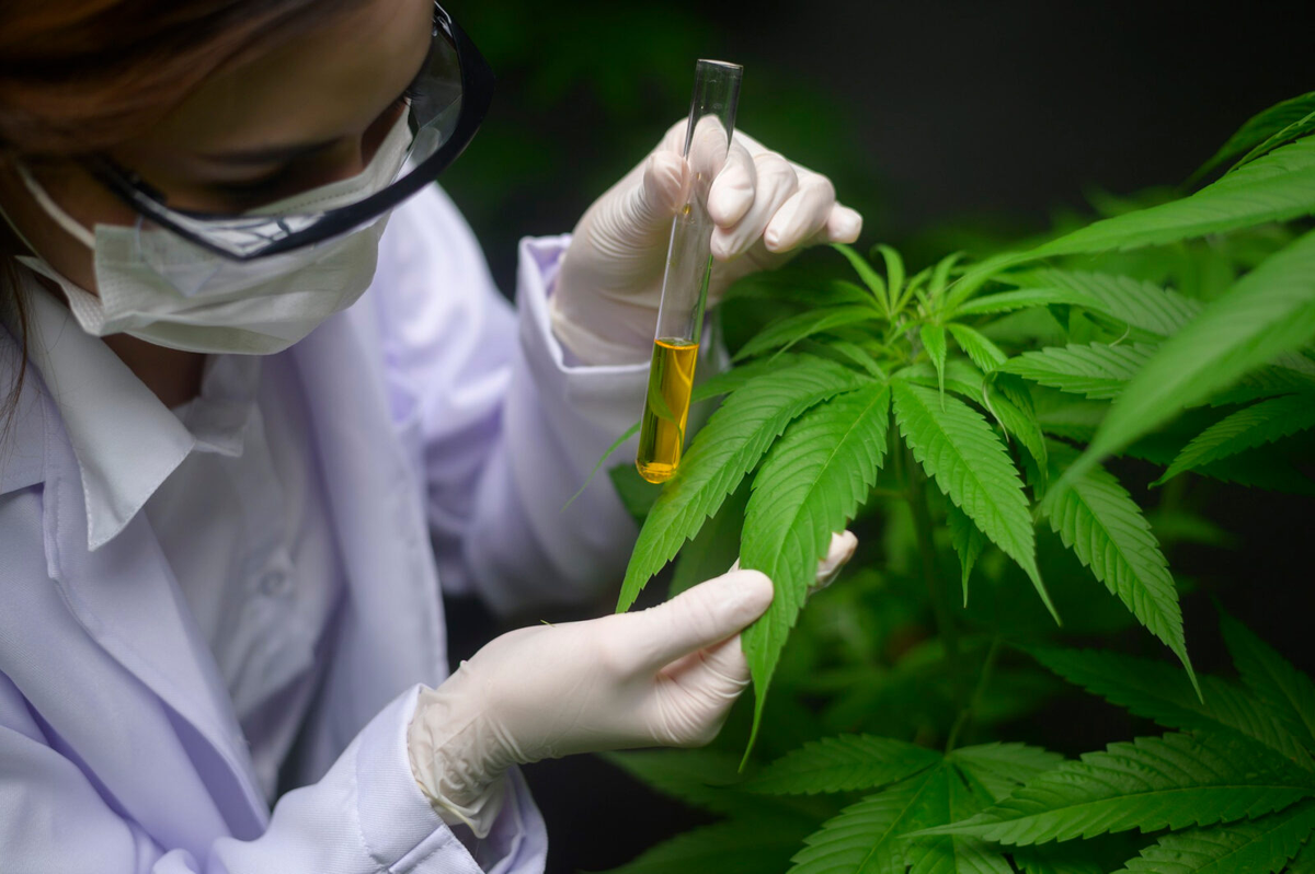Cannabis medicinal: cómo funciona el registro para cultivo