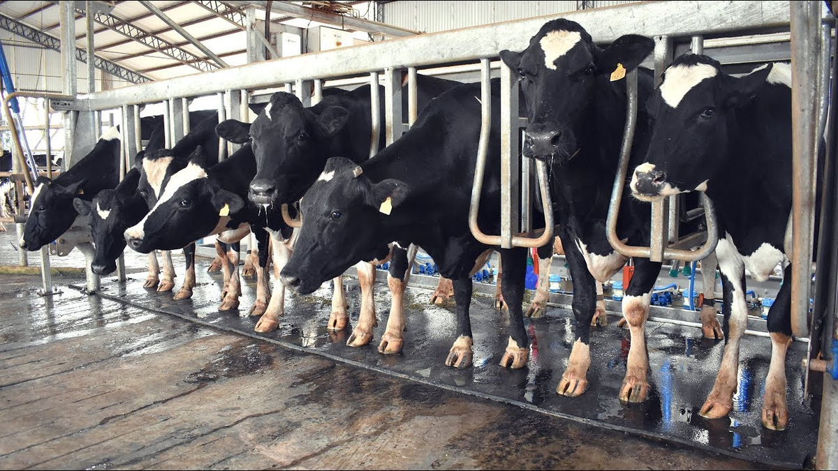 Despidieron a 40 trabajadores de la industria láctea
