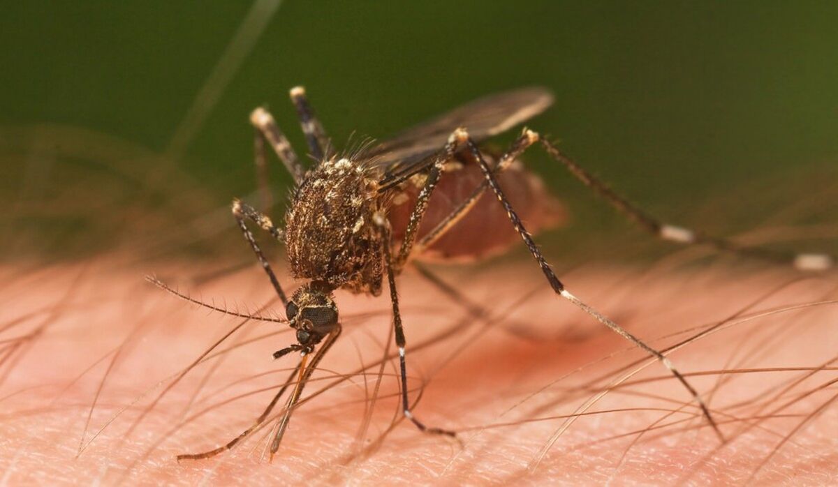 Salud confirmó que hay tres casos de Dengue en la provincia