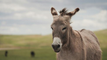Carne de burro: advierten que su venta está prohibida