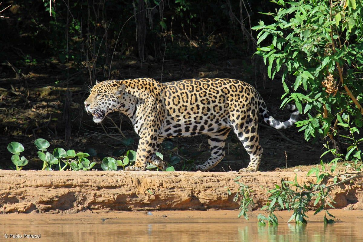 Formosa: Matan a un yaguareté que se encontraba en peligro de extinción