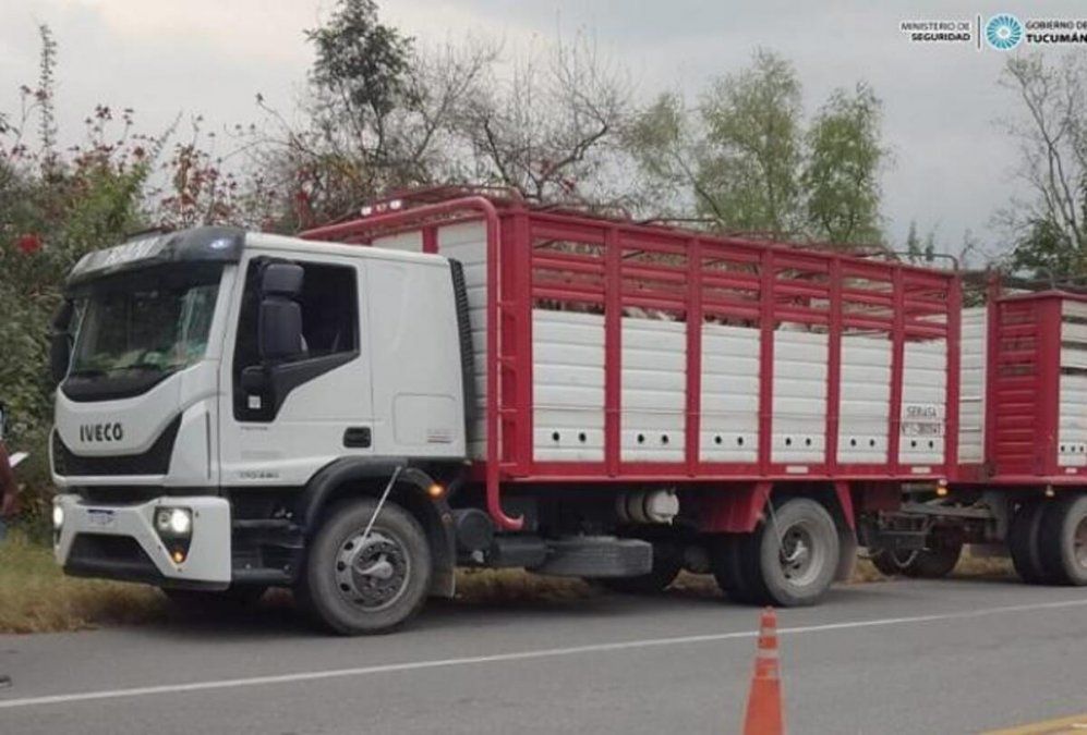 Un camión que trasladaba burros de formal ilegal fue retenido