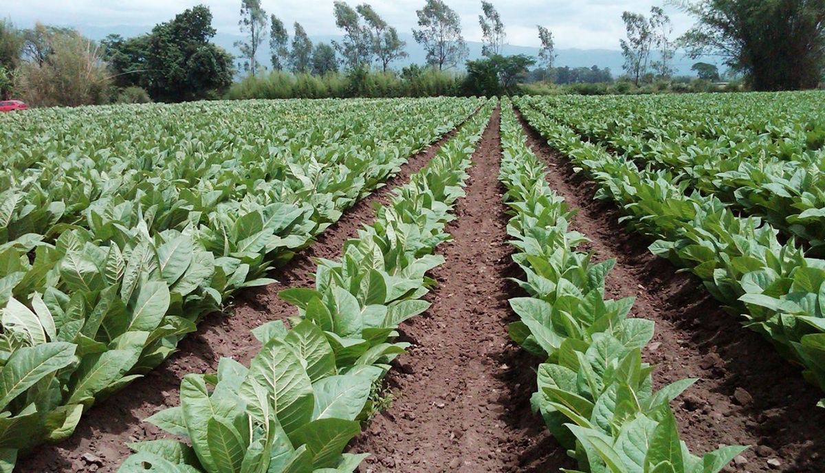 Se alcanzó un precio histórico del tabaco en Tucumán Se alcanzó un precio histórico del tabaco en Tucumán