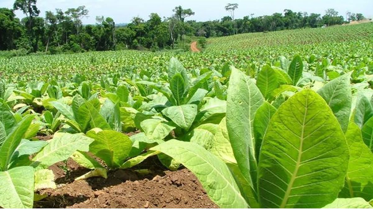Fondo del Tabaco: 1300 productores recibirán los $40 millones