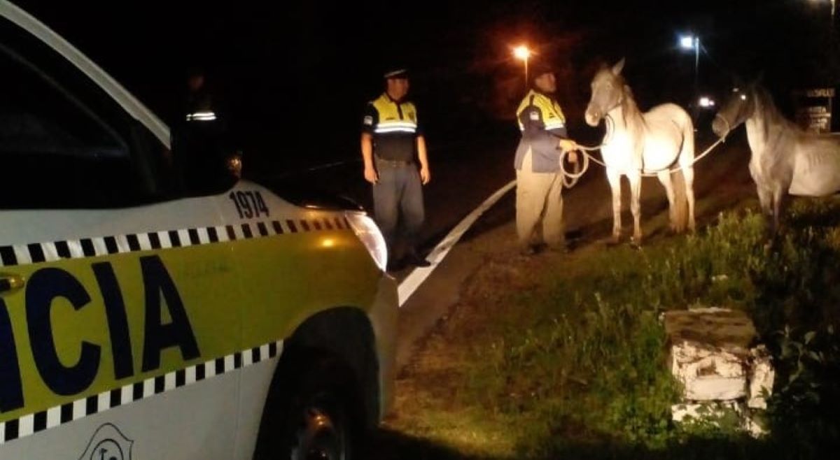 San Javier: La policía capturó caballos sueltos en la ruta