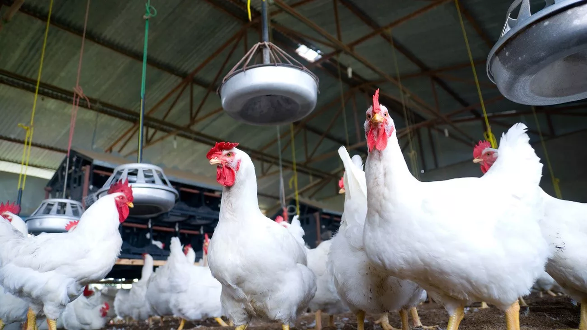 Gripe aviar: Senasa refuerza controles en fronteras